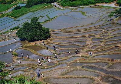 6月上旬に自由参加で田植えが行われます。