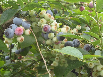 　恵まれた自然、豊かな緑にいだかれた「ごまんさ池」のほとりへ、愛らしい暗紫色の実の摘み取りに出かけてみませんか。