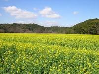 3月下旬頃から菜の花が咲きます。