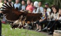 迫力満点のタカのショー