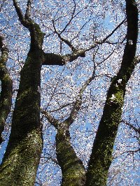 堀の外側には桜の大木があり春は花見も楽しめます。