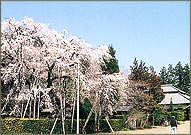 森町南部の丘陵がある一帯は、飯田荘とも言われ、鰐口のある賀茂神社、枝垂桜の崇信寺、東海一の大仏が座す遍照寺などが周辺にあります。