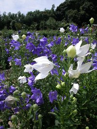 【1番咲き（1番花）】6月上旬～7月下旬にかけ園内には約15種類、4万株、100万本のキキョウが咲き誇り、その規模から日本最大のキキョウ園といわれています。花を眺めながら食べるキキョウの根を練り込んだアイスクリームや紫蘇の葉ジュースもお勧めです。