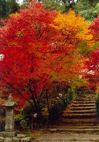 境内にはモミジなど紅葉する樹木が多く秋の紅葉の時期には写真撮影に訪れるカメラマンも多い。本堂が高台になっているので立体的な紅葉の境内を見下ろすことができる。