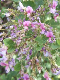 境内のハギは15種類ほどあり4月中旬より10月初旬まで色々な萩の花が咲き乱れます。そのほかにも桜や紅葉、四季折々の花がお楽しみいただけます。