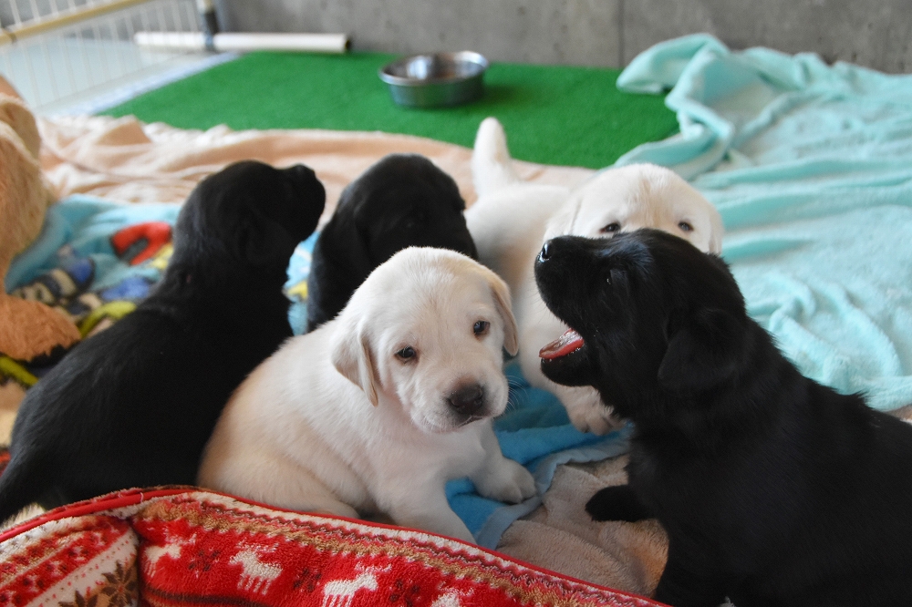 子犬たちが遊んでいる様子などを見ることができます。（時期によっては子犬がいない場合もあります。）