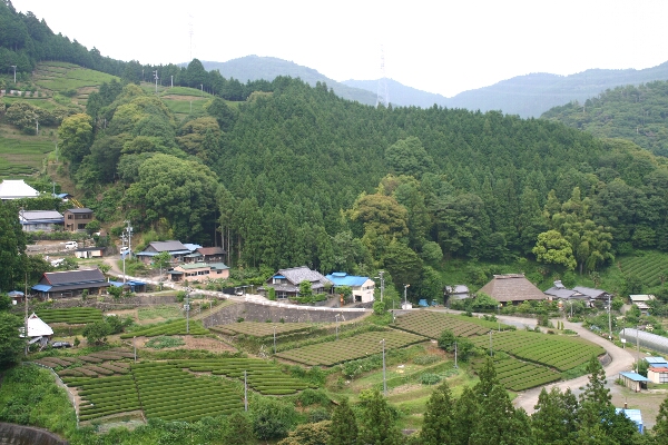 山間に切り開かれた茶園と亀久保集落友田家住宅は右下の茅葺きの家屋。