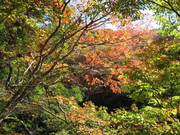 愛鷹山