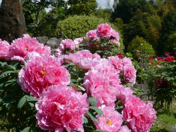 大輪の見事なぼたんの花がご覧いただけます。