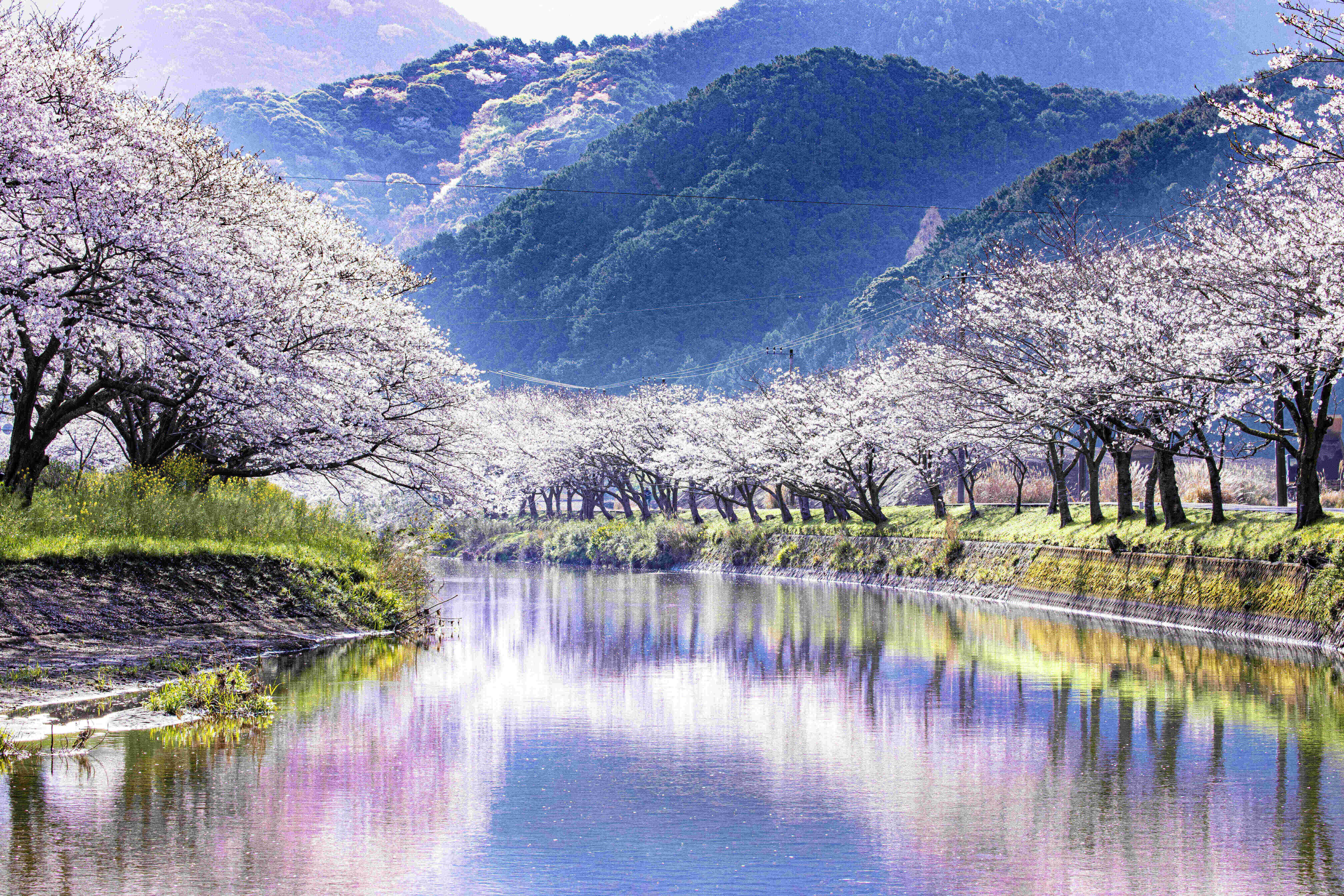 松崎町　那賀川堤の桜