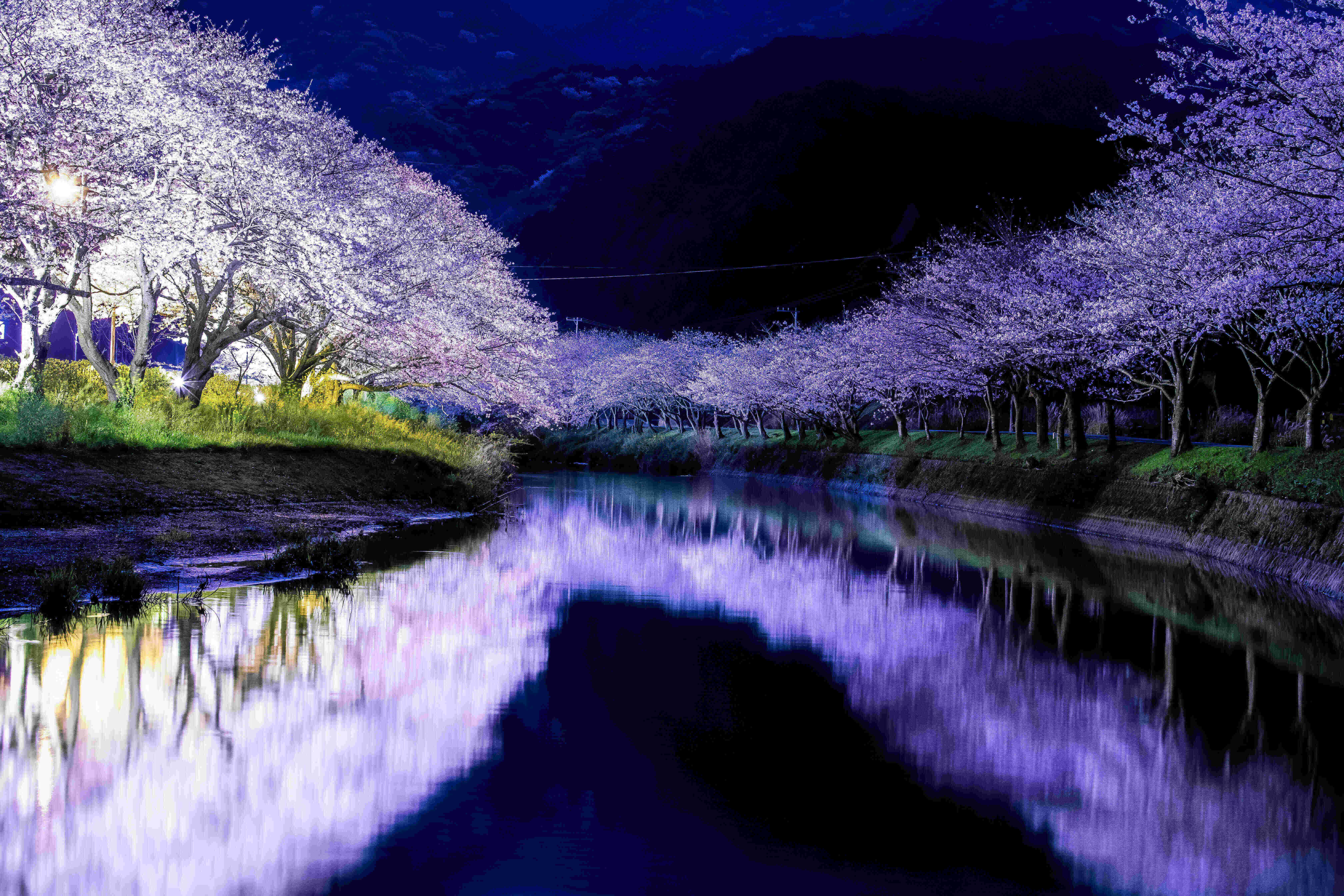 松崎町　那賀川堤の桜　夜桜ライトアップ