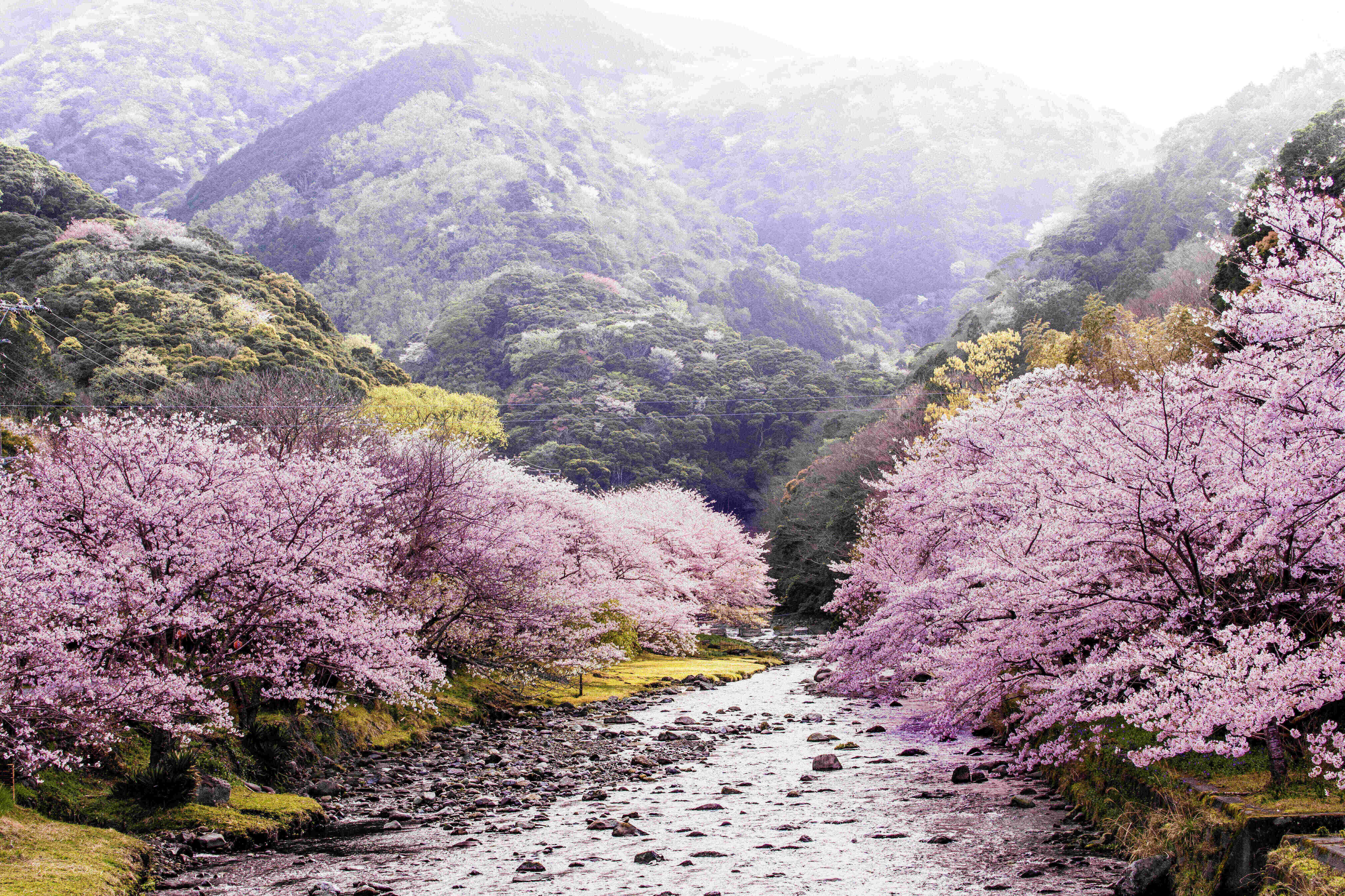 松崎町　大沢温泉の桜①