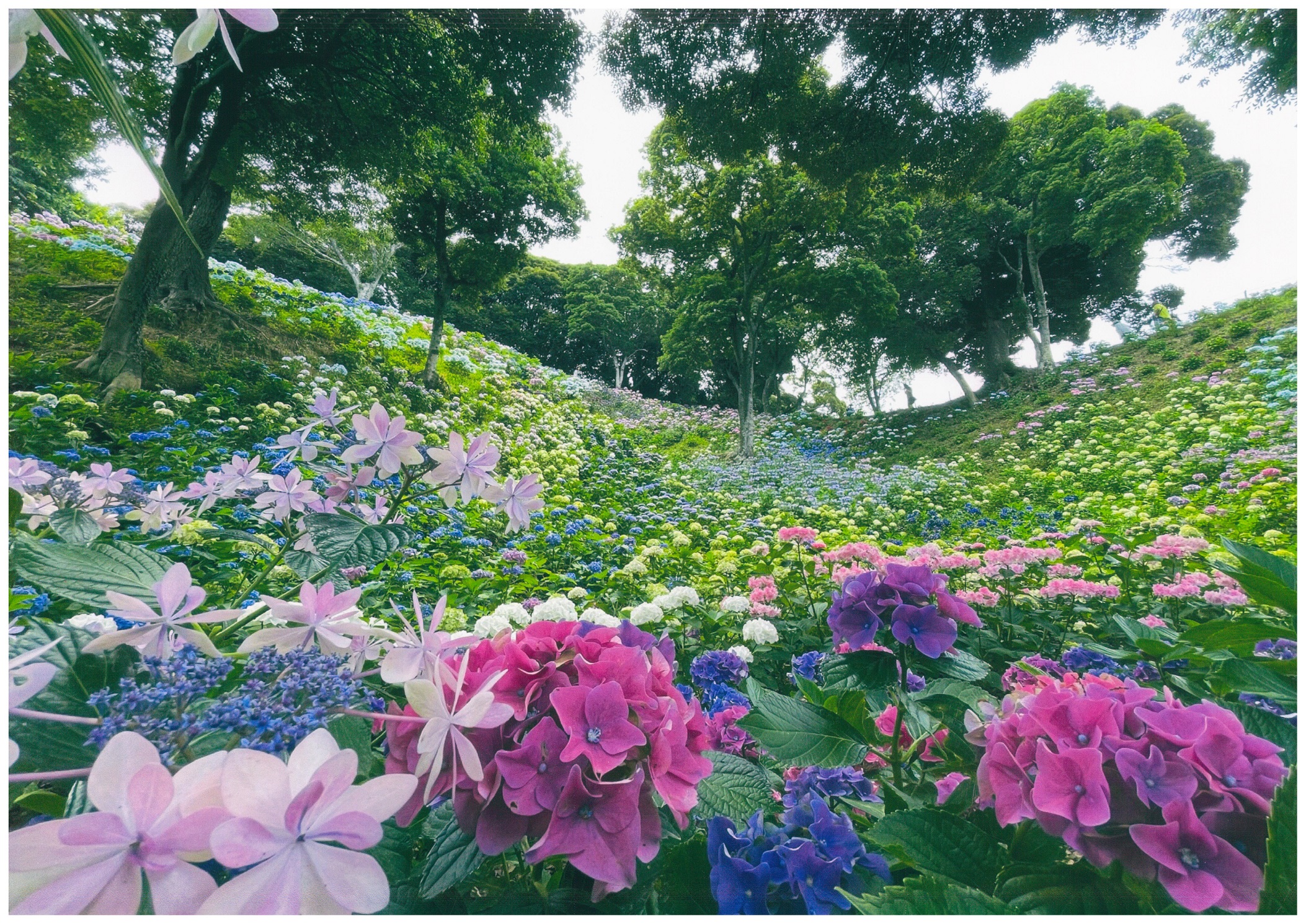 可睡ゆりの園 ハローナビしずおか 静岡県観光情報