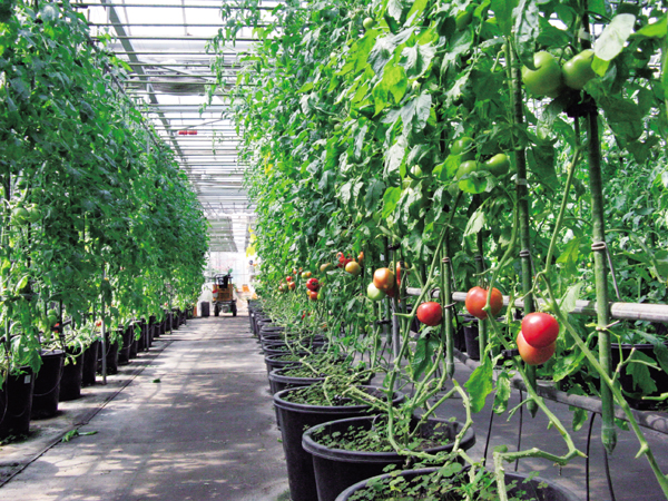 トマトは一年を通して収穫できる