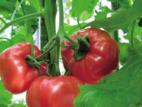 トマトの品種は「桃太郎」