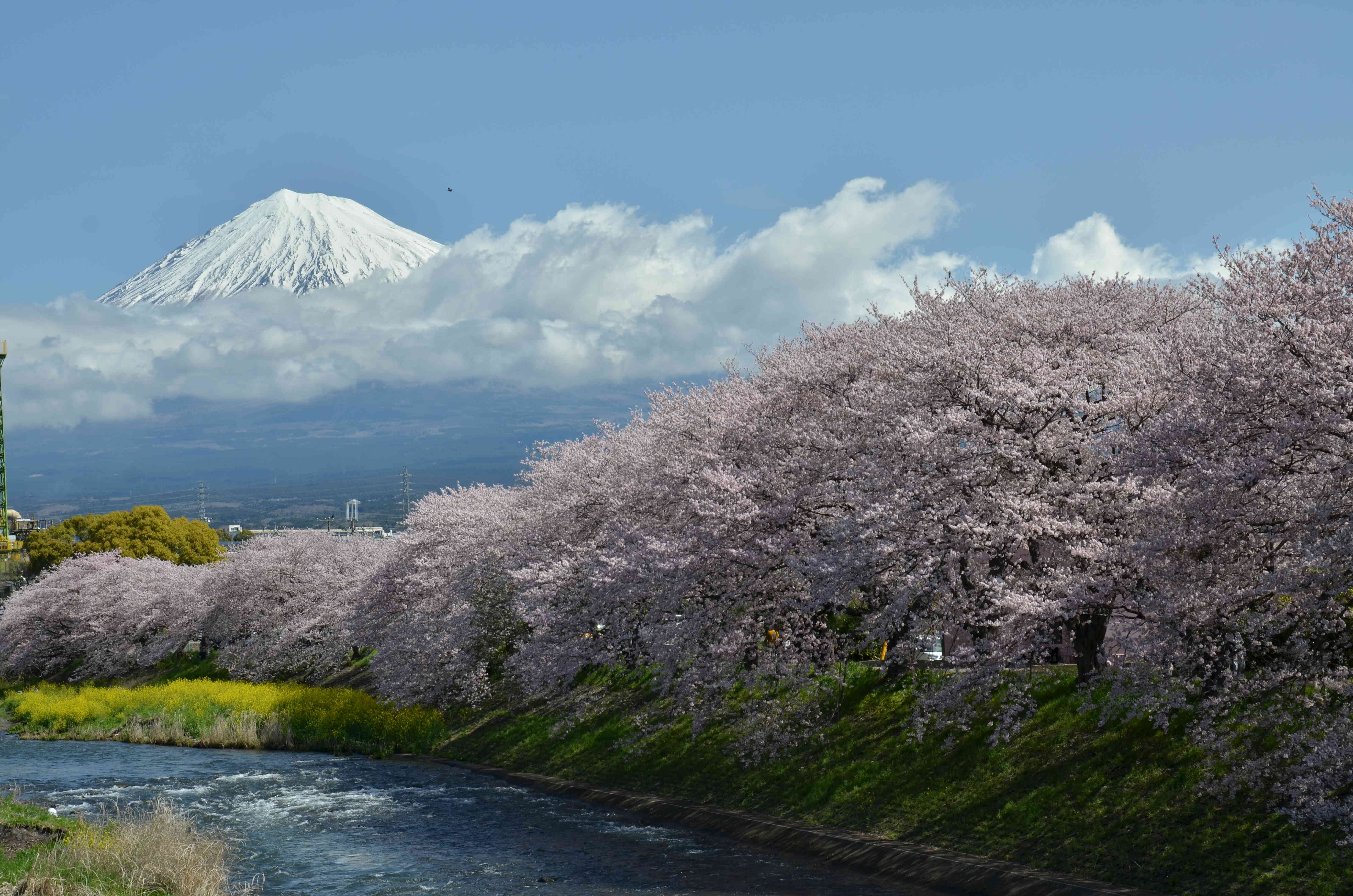 青い空、富士山、満開の桜・・・絶景です。
