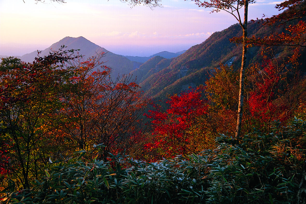 大札山の紅葉（全景）