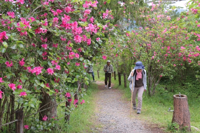 渋川つつじ公園