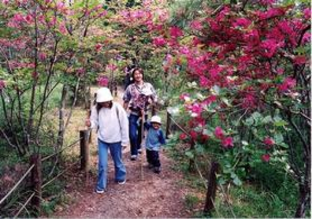 渋川つつじ公園／ハローナビしずおか 静岡県観光情報