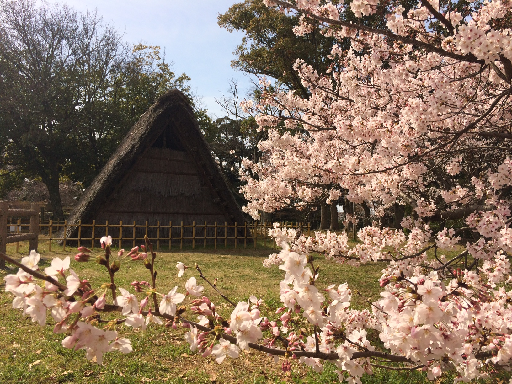 蜆塚公園（春）