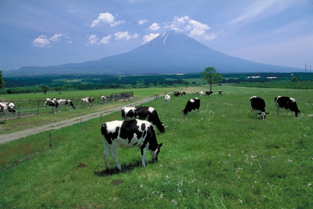 朝霧高原のんびりサイクリングコース