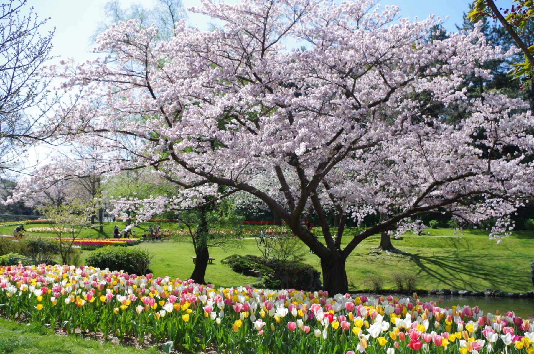 桜とチューリップ