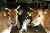 乳成分の高い濃厚な牛乳を出すジャージー牛