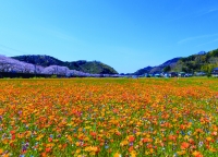 image?id=40106&mode=thumbnail
