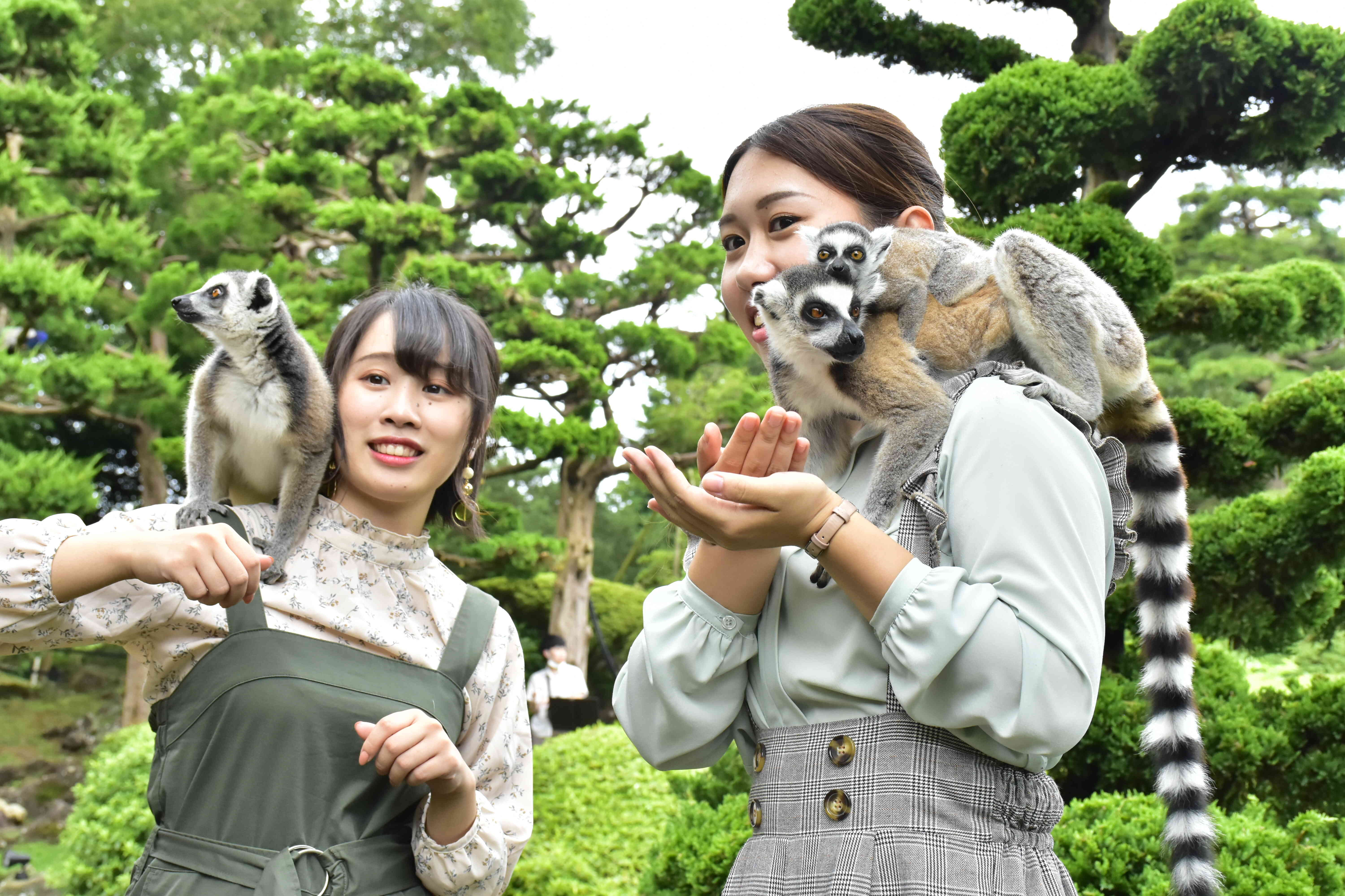 「アニマルボートツアーズ」ワオキツネザルの島