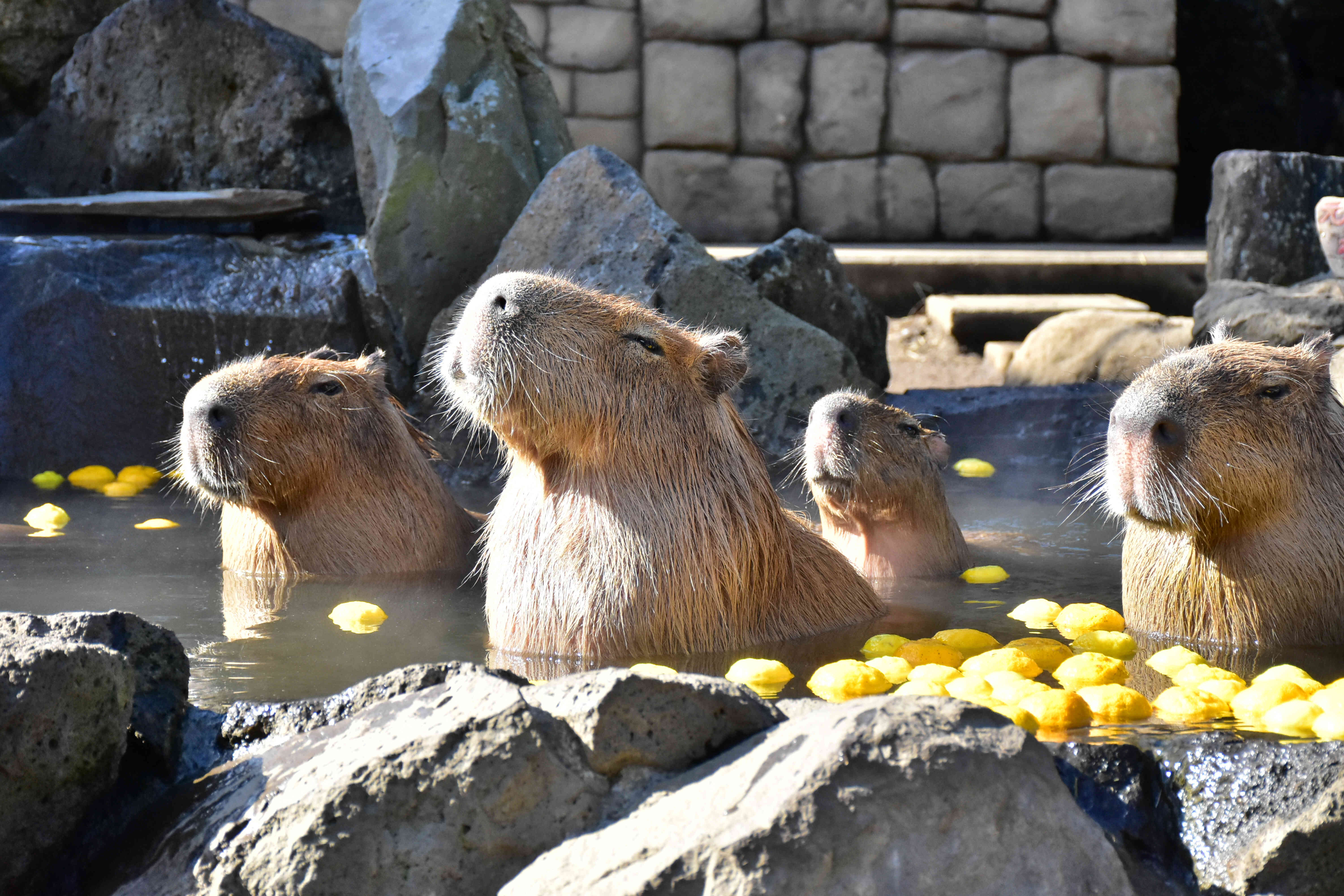 伊豆シャボテン公園