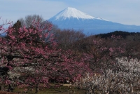 令和3年2月1日～4月11日まで『絶景★富士山まるごと岩本山」が開催されます。http://www.fujisan-kkb.jp/index.html