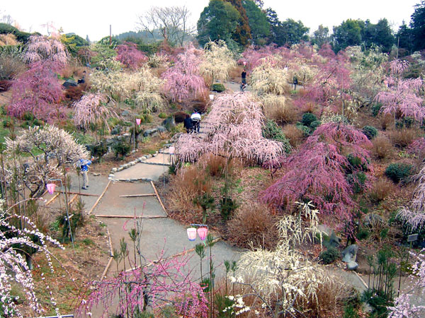 花庭園のしだれ梅