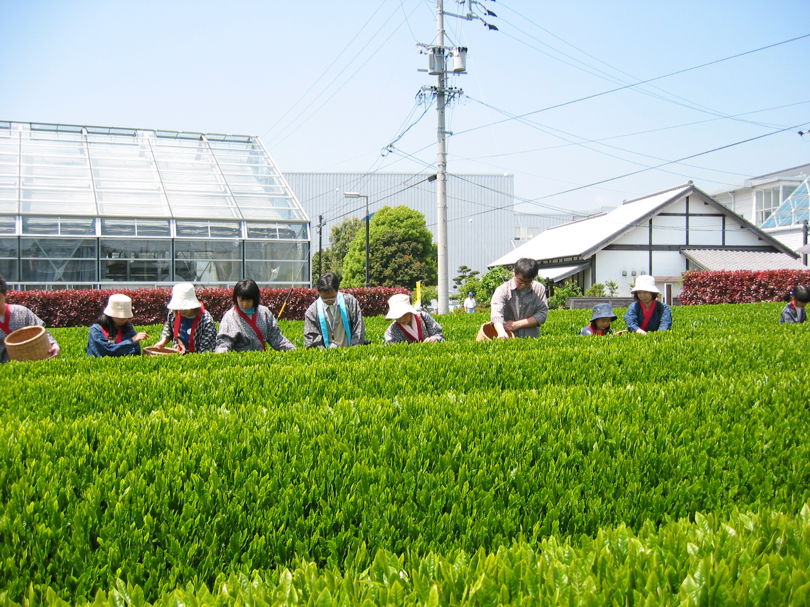 4月中旬～10月上旬のシーズン限定期間にて、お茶摘み体験実施してます♪