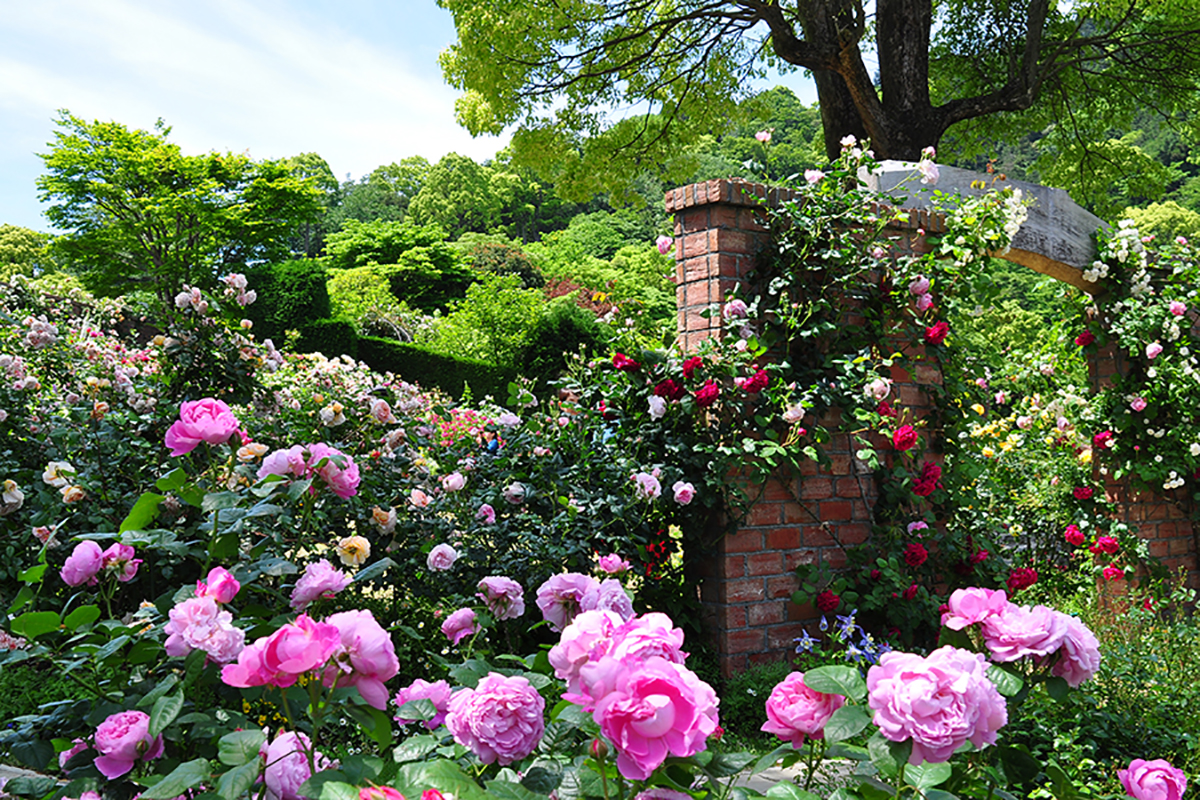 自然の景観とバラとハーブが四季の花々と調和したガーデン