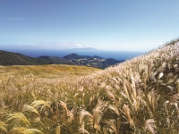 稲取細野高原