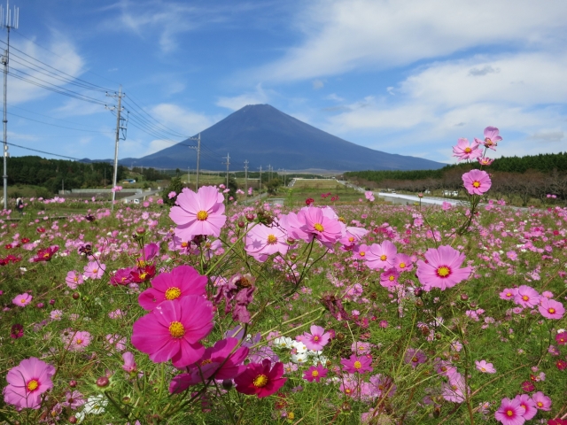 富士山すそのパノラマロード／ハローナビしずおか 静岡県観光情報