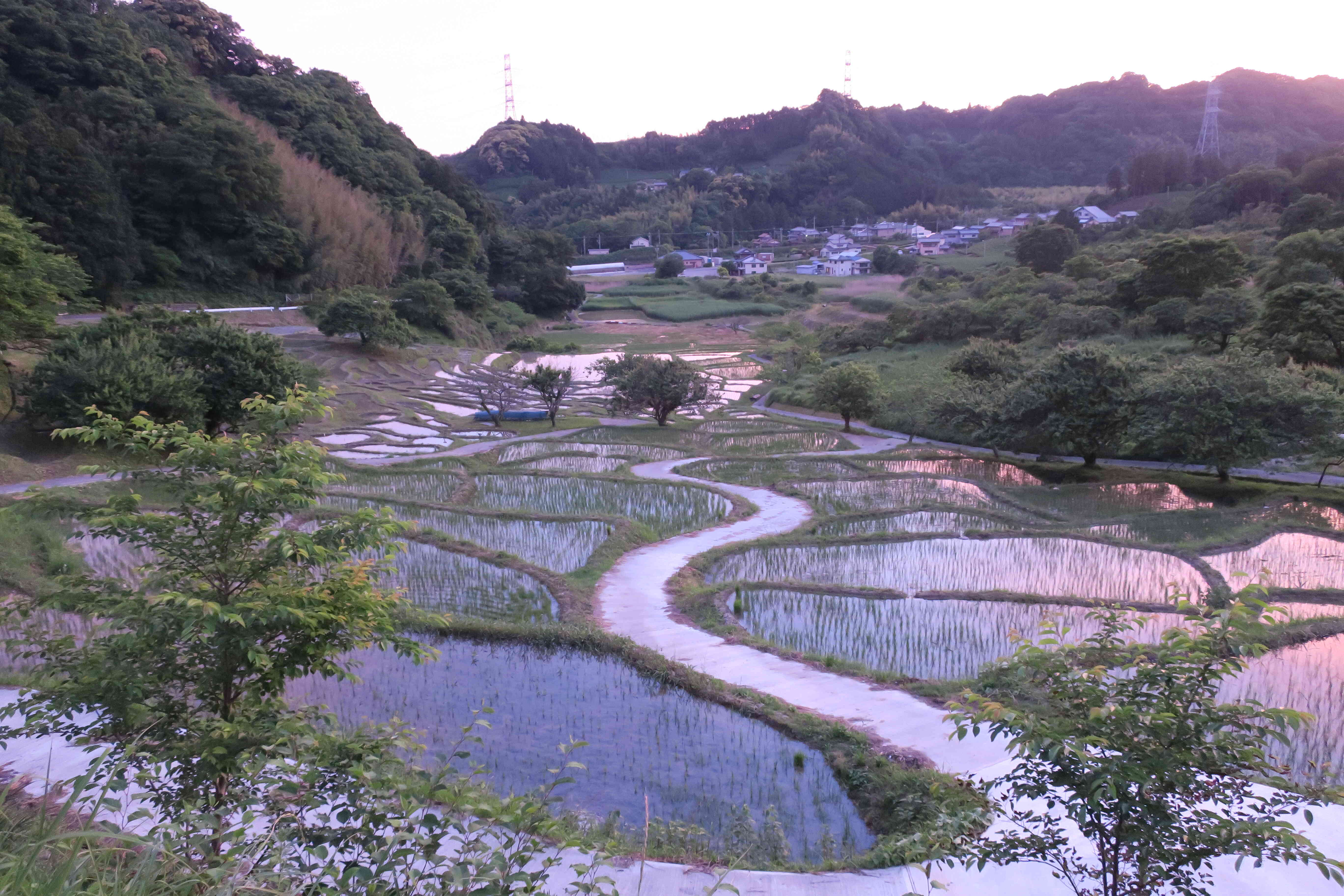 夕焼けが映える田植え後の棚田