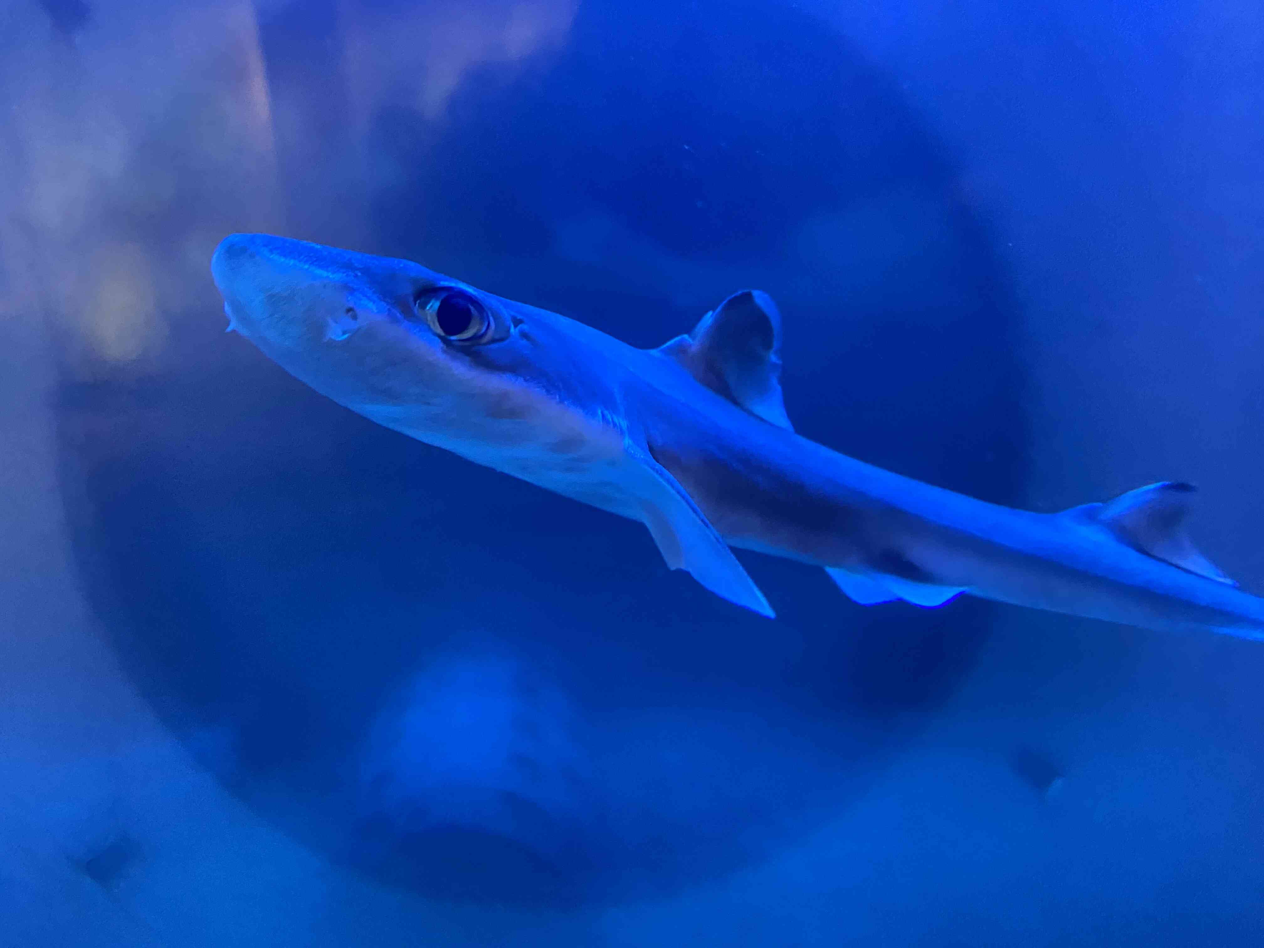 駿河湾深層水の水槽でタカアシガニを飼育しています。