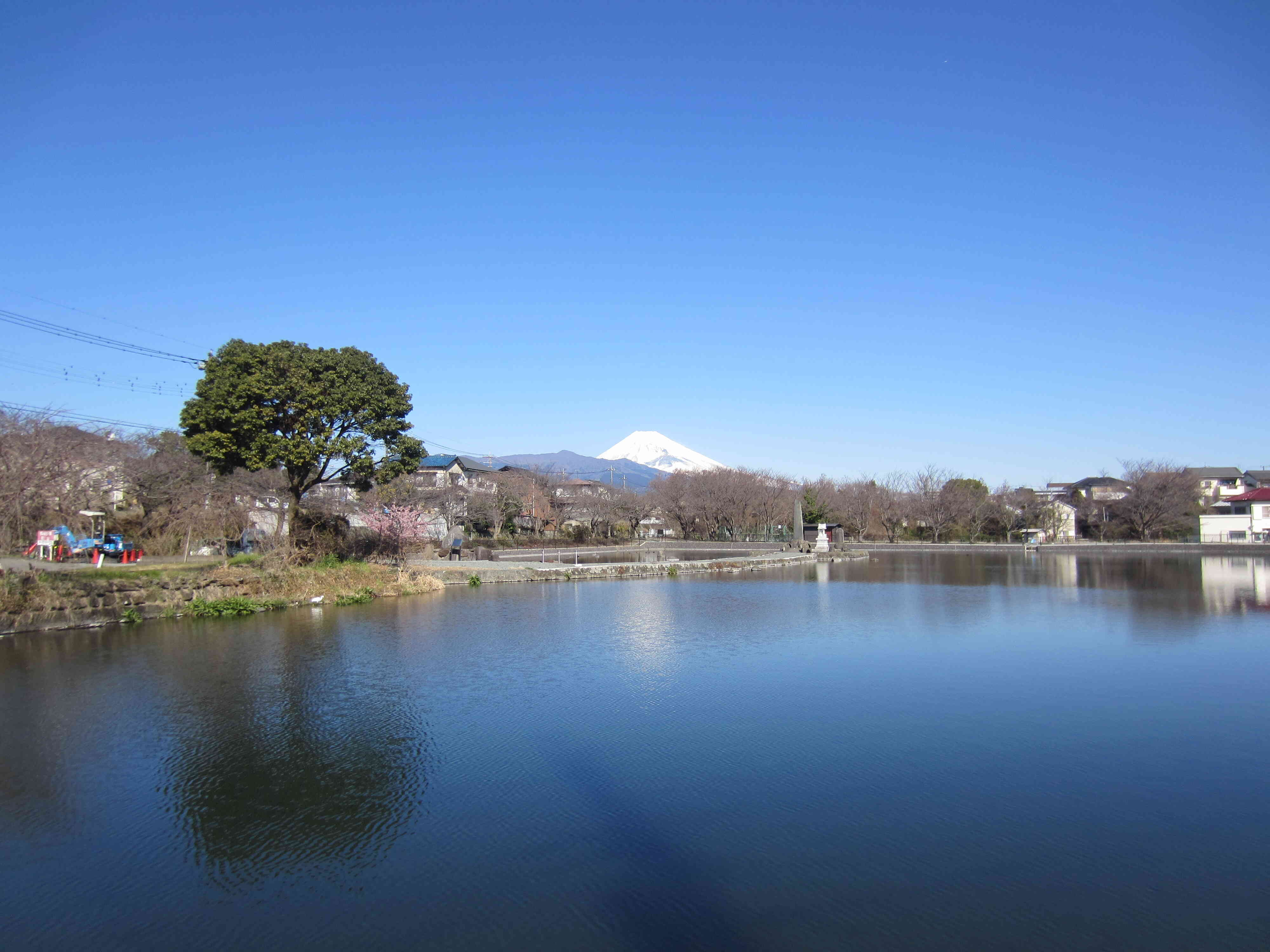 池全体を眺める。