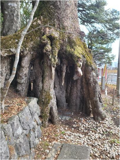 根上がりのモミの木（小山町文化財指定）