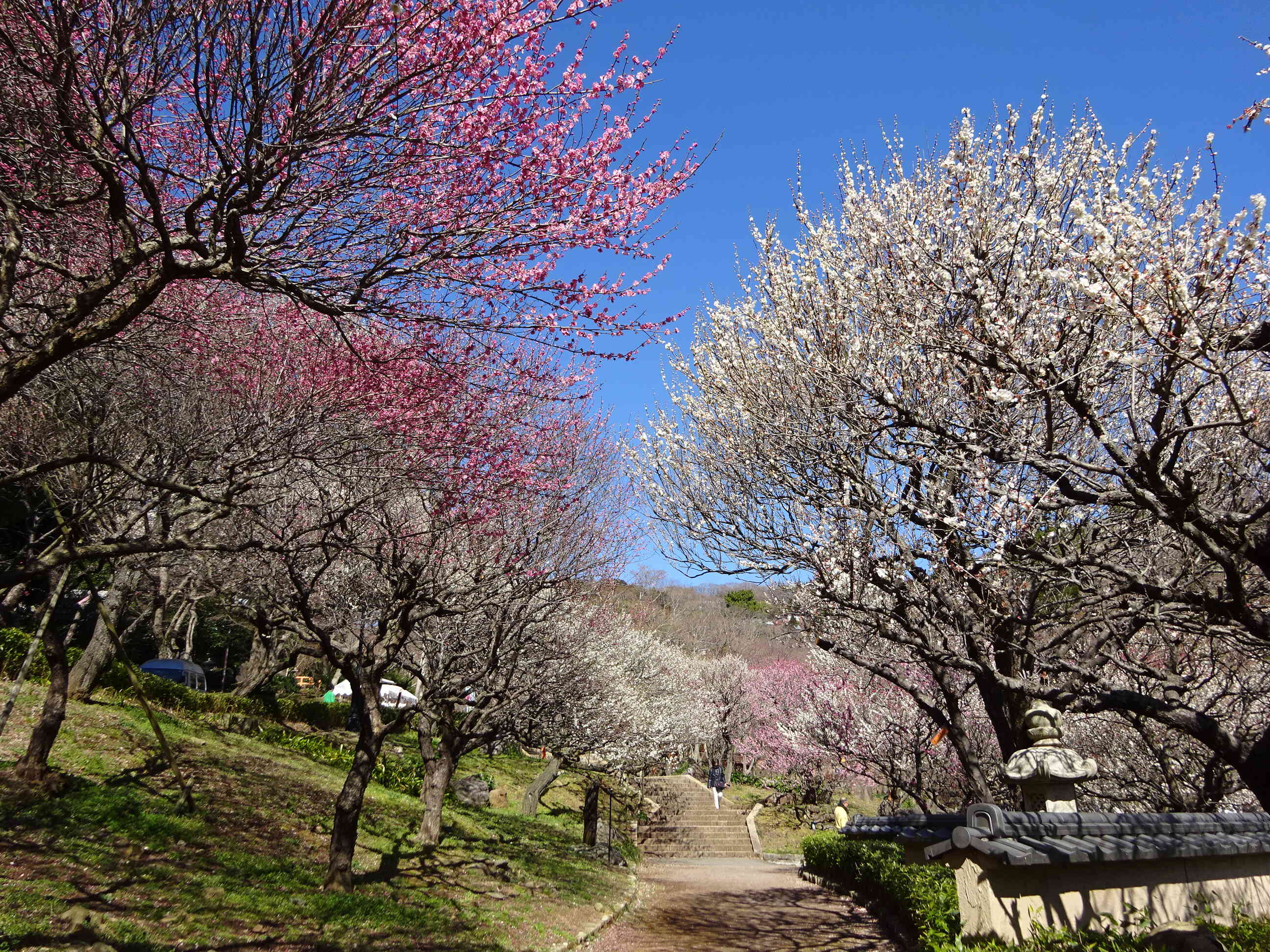 日本で最も早咲き梅(熱海梅園)