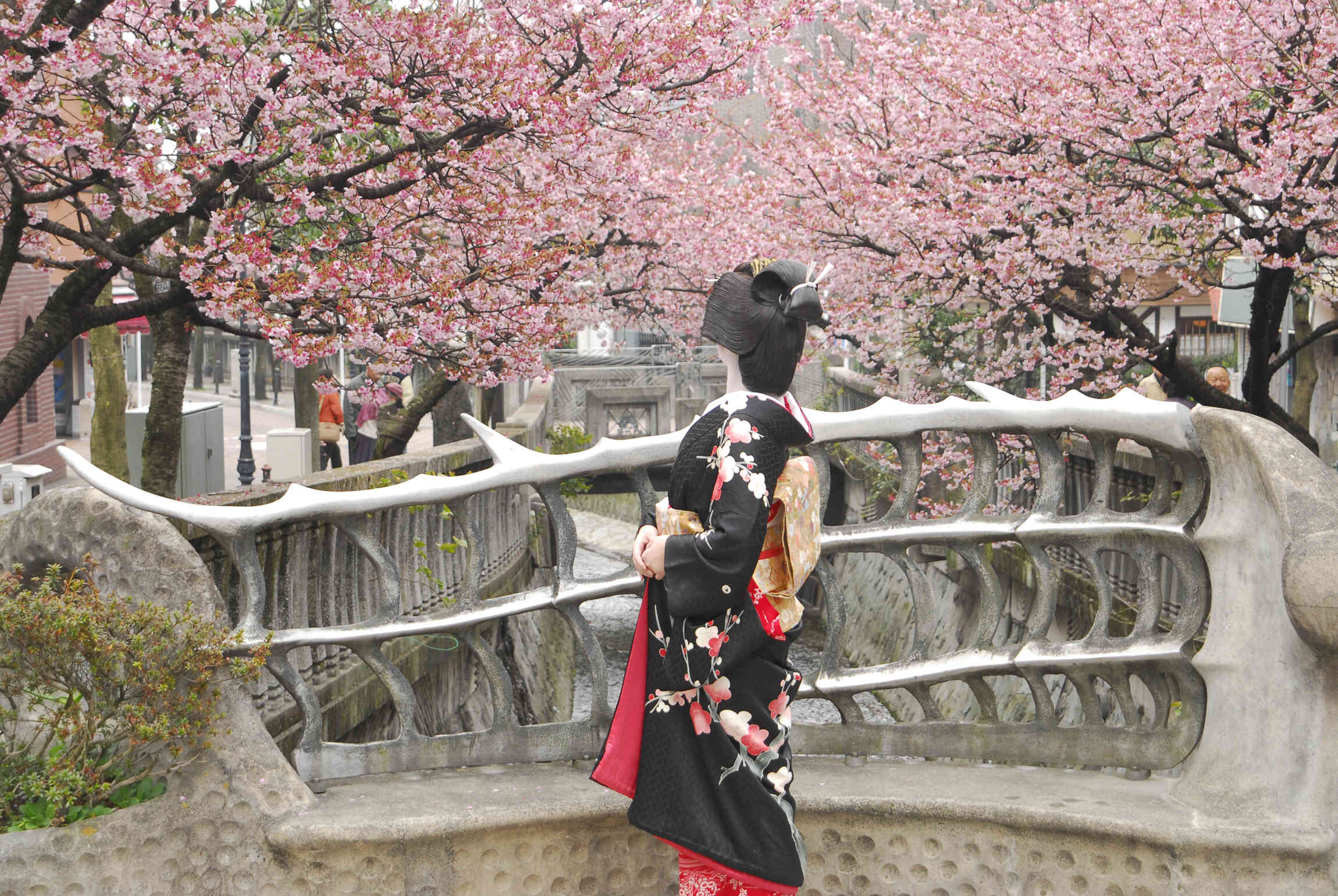 最も早咲きの桜「あたみ桜」(糸川遊歩道)