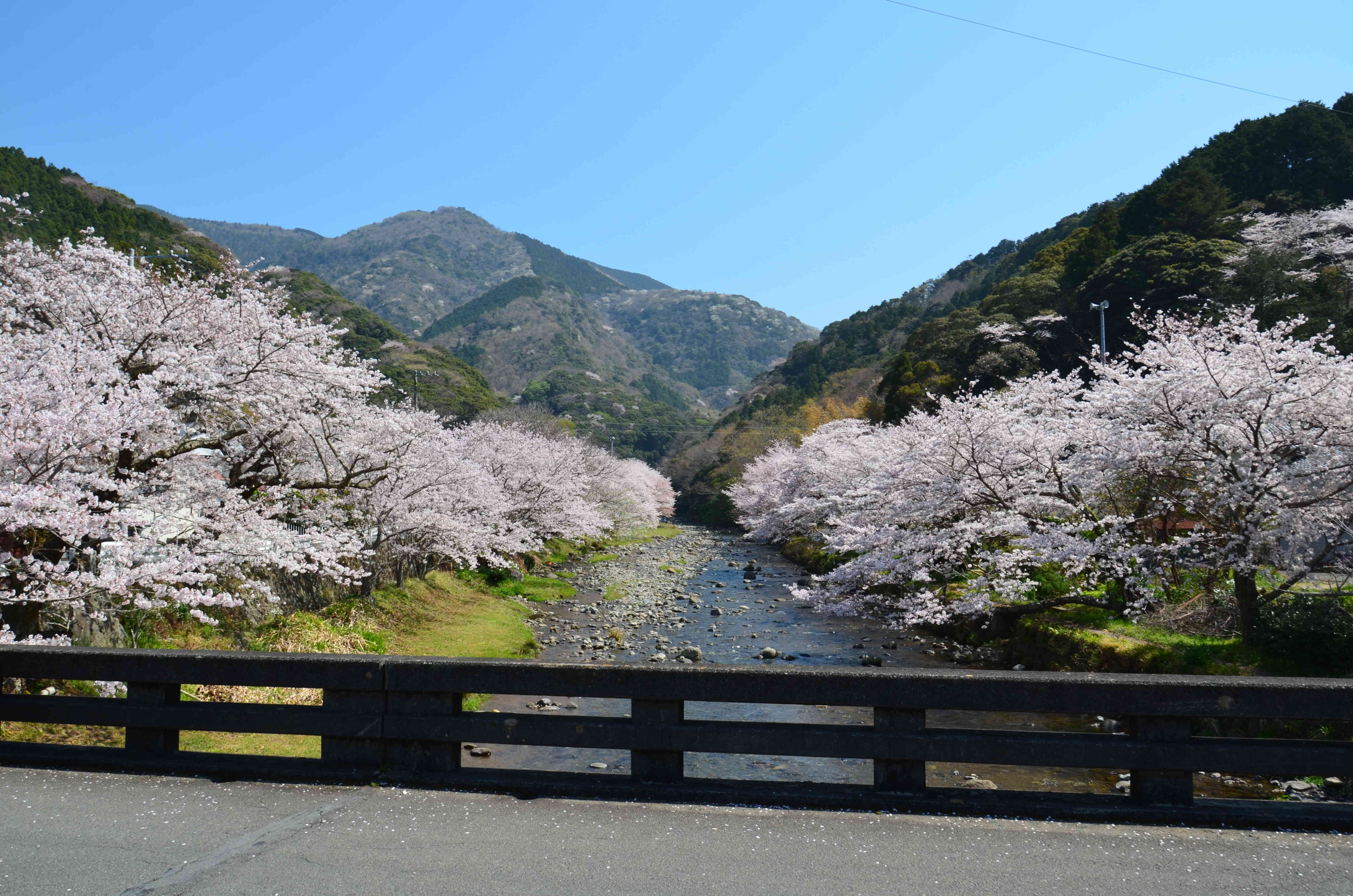 大沢温泉の桜