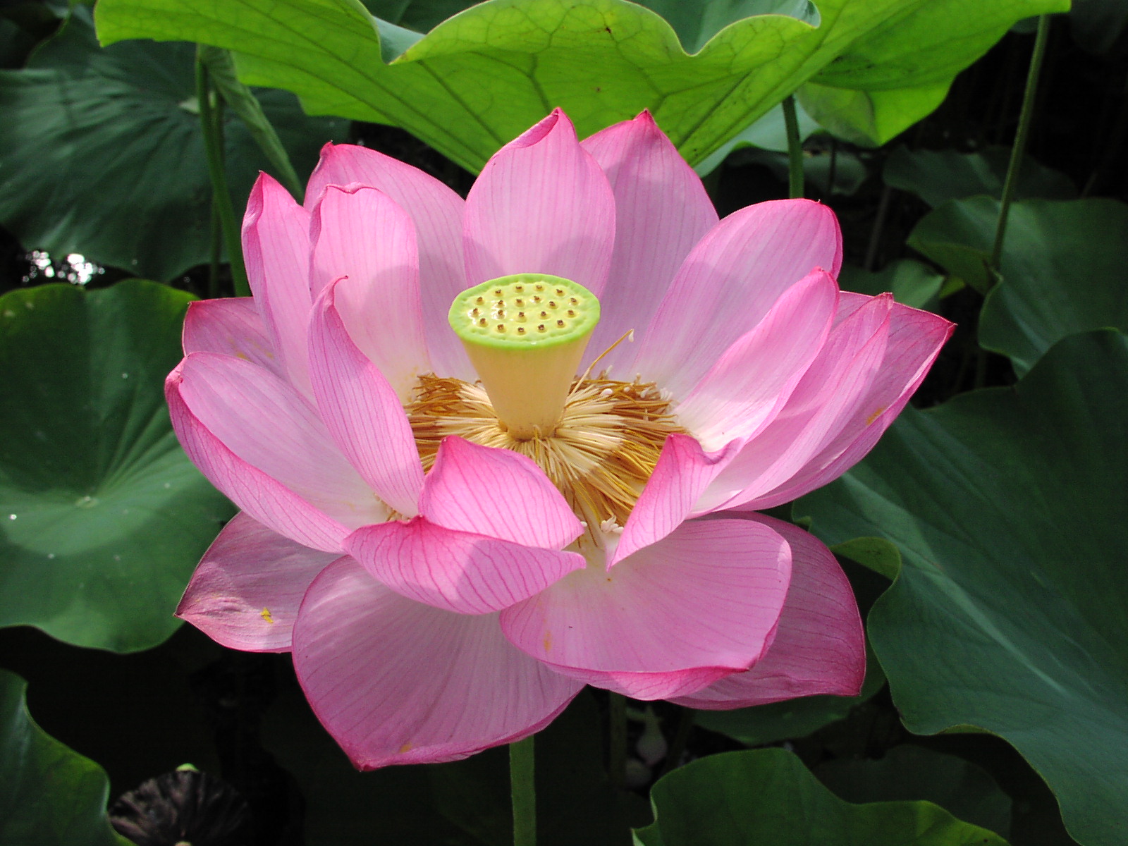 花蓮鑑賞が楽しめる。