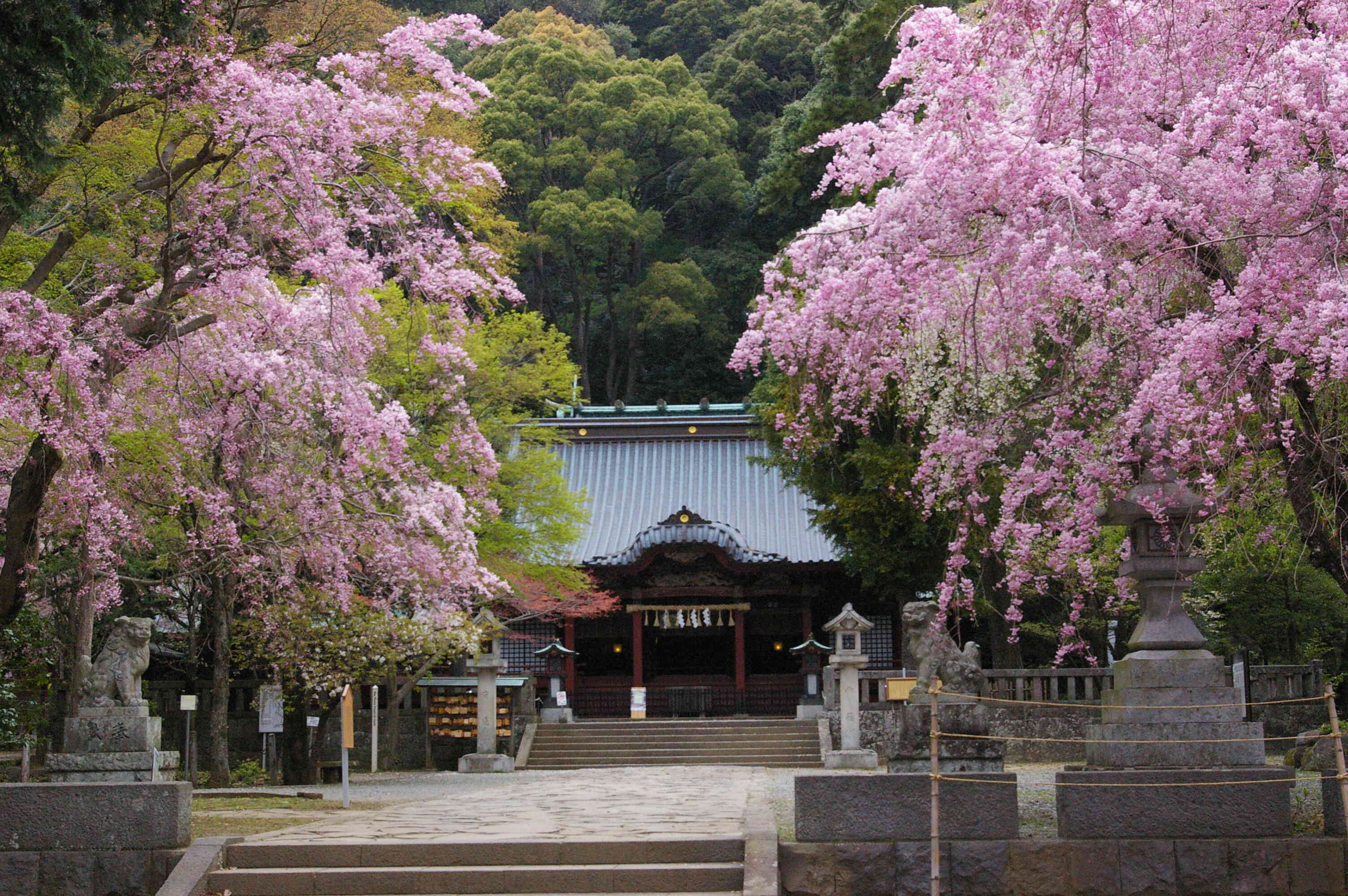 関八州総鎮護「伊豆山神社」　桜の頃