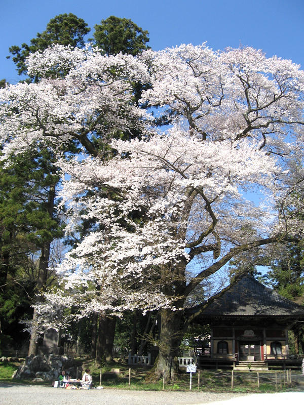 妙法華寺　大桜