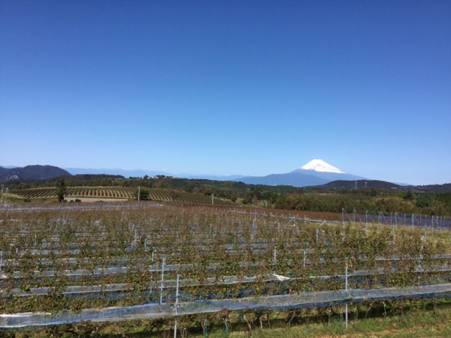 お天気が良ければ富士山も望める