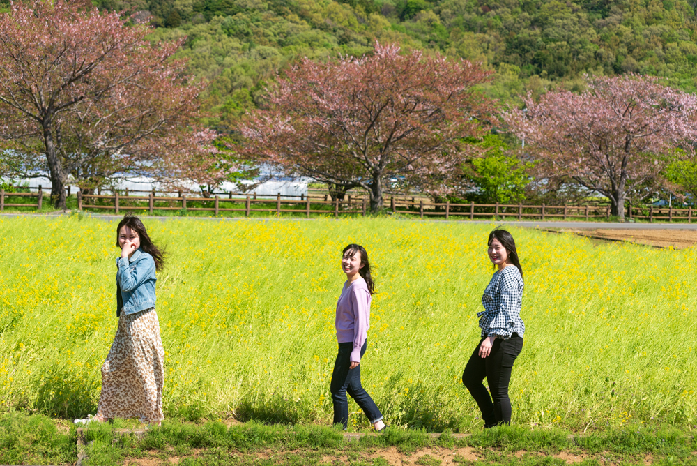 桜の季節になりました。