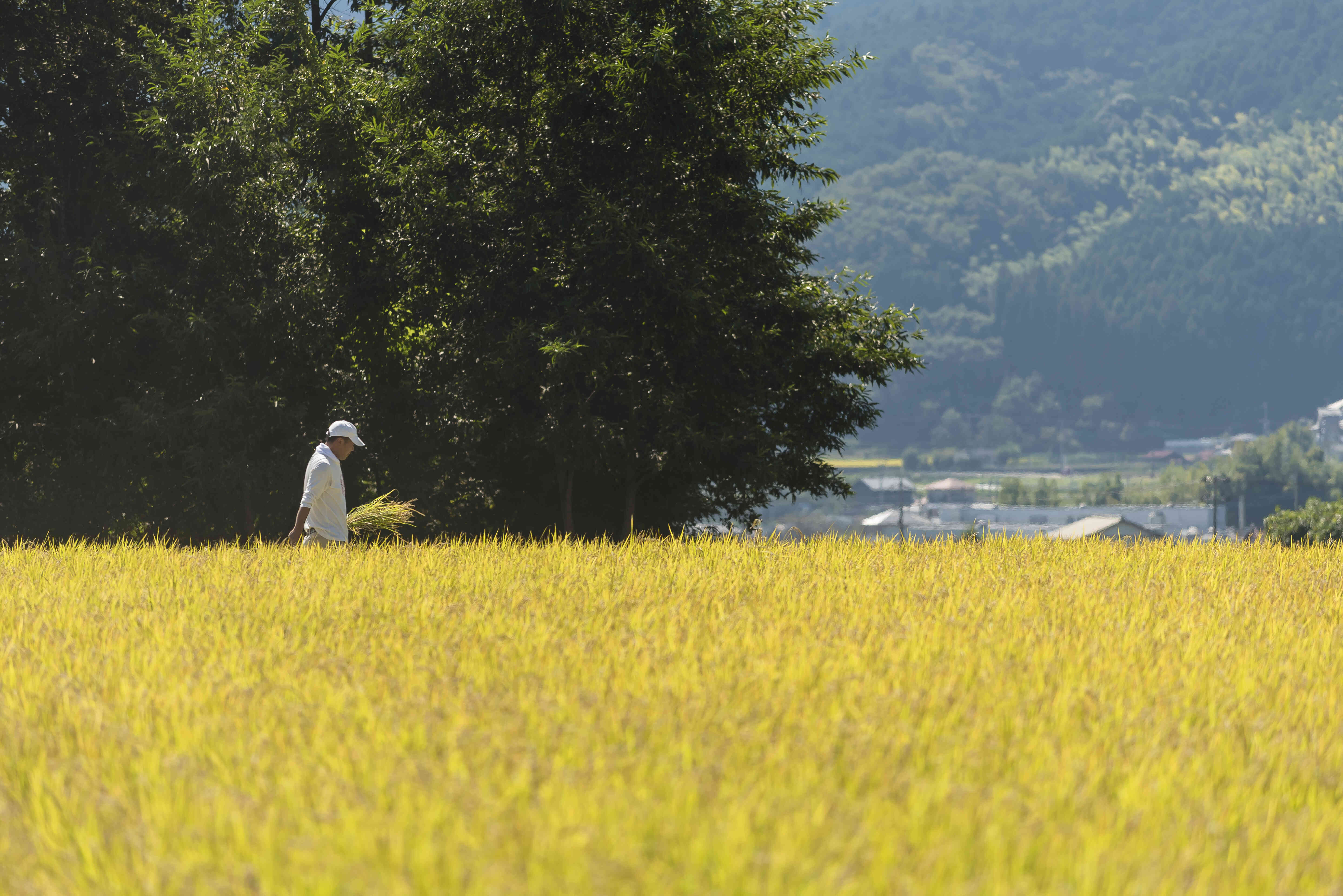 原料米の田んぼ風景