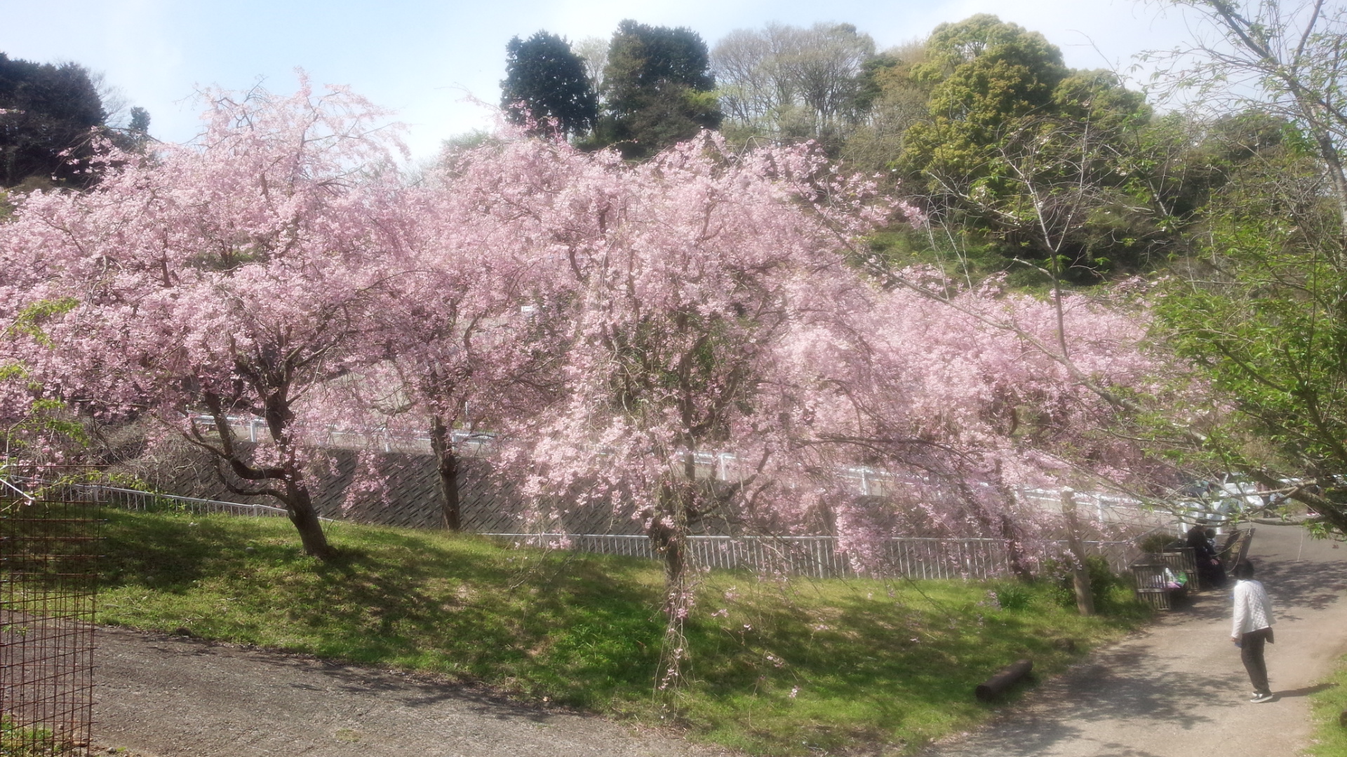 しだれ桜